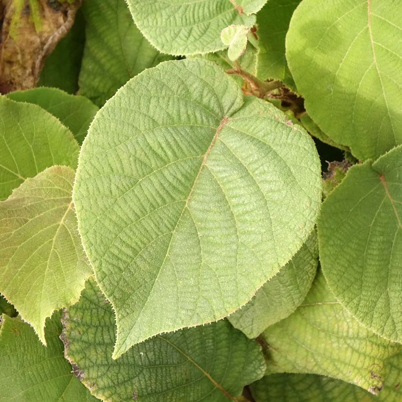 Kiwi Plant Petit Homme (male) - Actinidia deliciosa (Foliage)