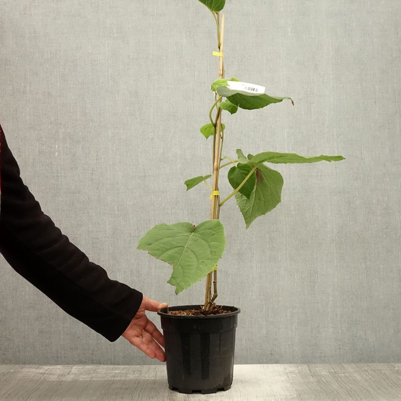 Kiwi Plant Golden Delight (female) - Actinidia chinensis 2L/3L pot sample as delivered in autumn