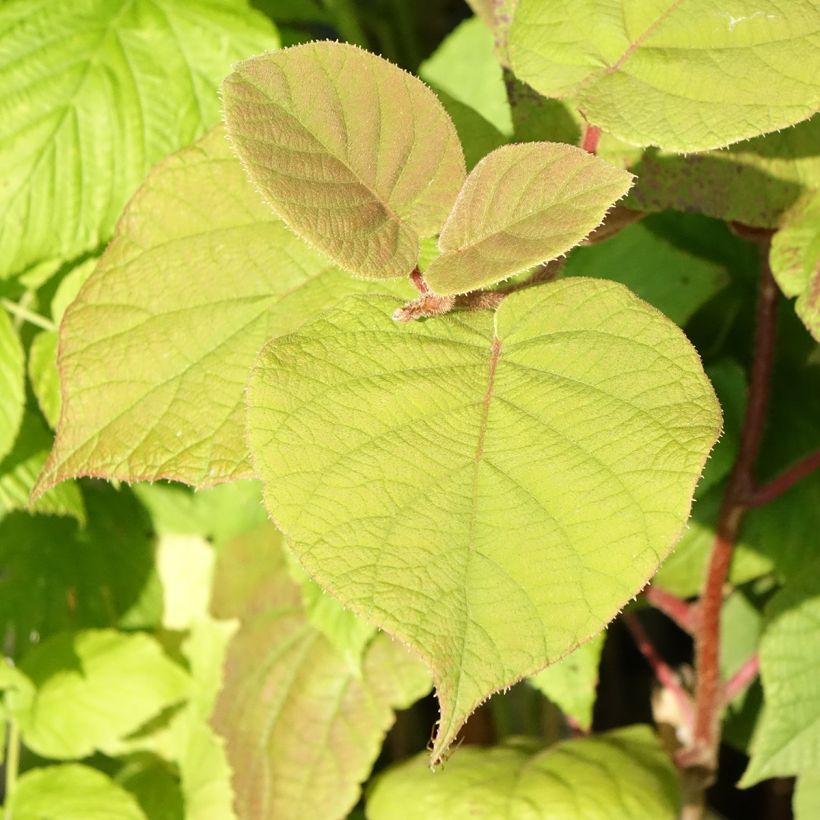 Organic Kiwi Plant Hayward (female) - Actinidia deliciosa (Foliage)