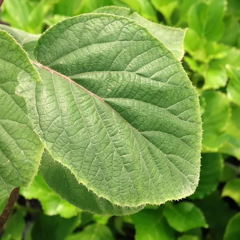 Kiwi Plant Kiwi Gold - Actinidia deliciosa (Foliage)