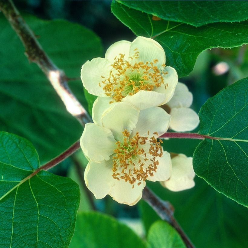 Kiwi Plant kiw'Happy male and female duo - Actinidia deliciosa (Flowering)