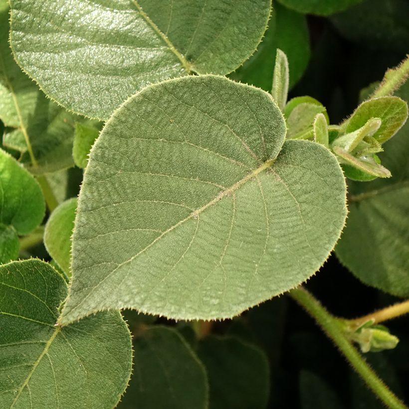 Yellow Kiwi Plant Minkigold (female) - Actinidia chinensis (Foliage)