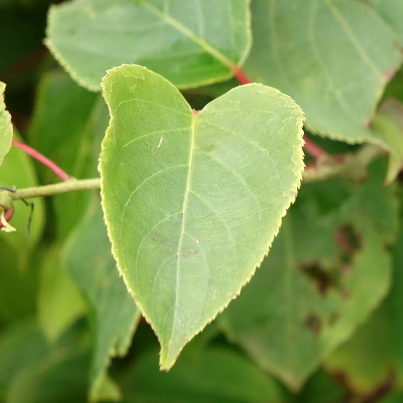 Hardy Kiwi Bingo (female) - Actinidia arguta (Foliage)