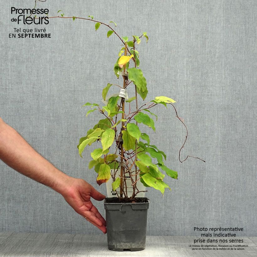 Hardy Kiwi Jumbo (male) - Actinidia arguta 1.5L/2L pot sample as delivered in autumn