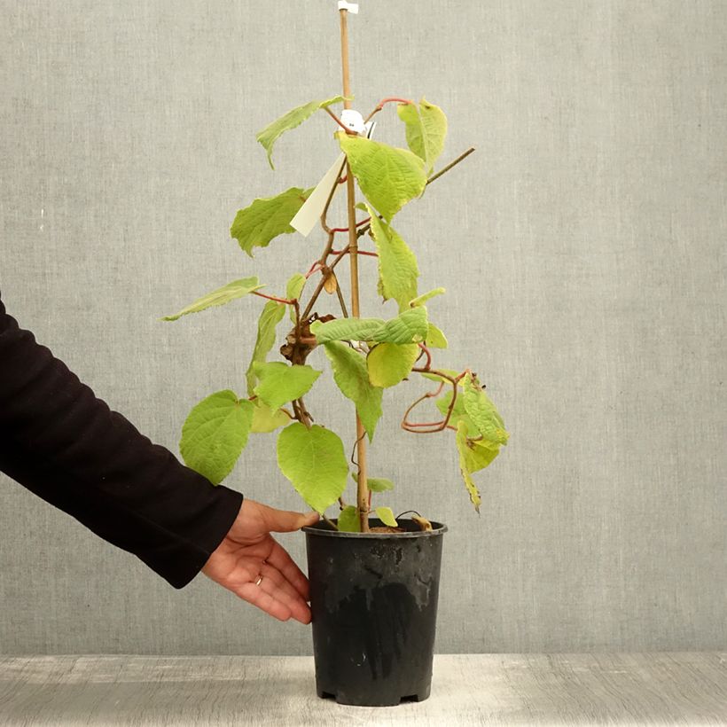 Kiwi Plant Belen (male) - Actinidia deliciosa 2L/3L pot sample as delivered in autumn
