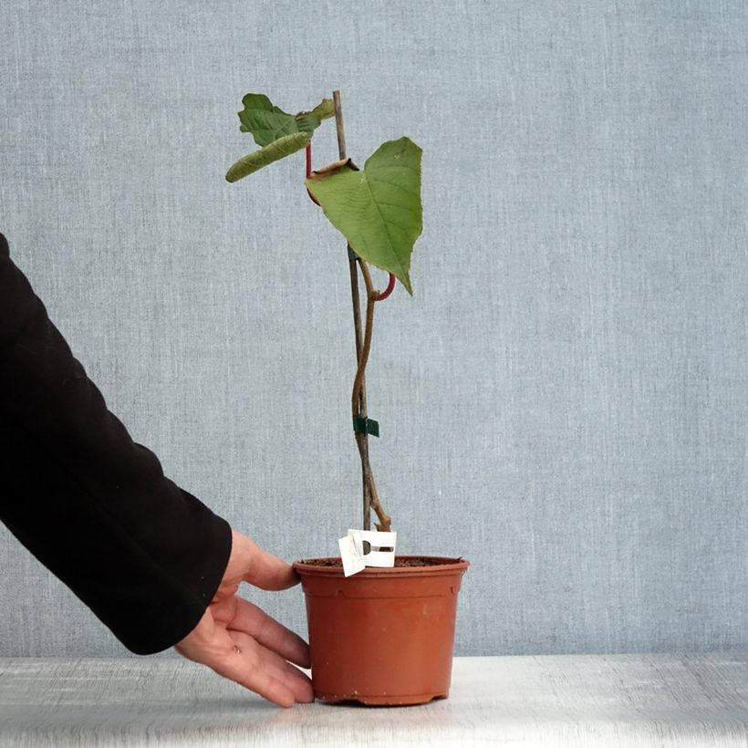 Kiwi Plant Solissimo (self-fertile) - Actinidia chinensis 1L/1.5L pot sample as delivered in autumn