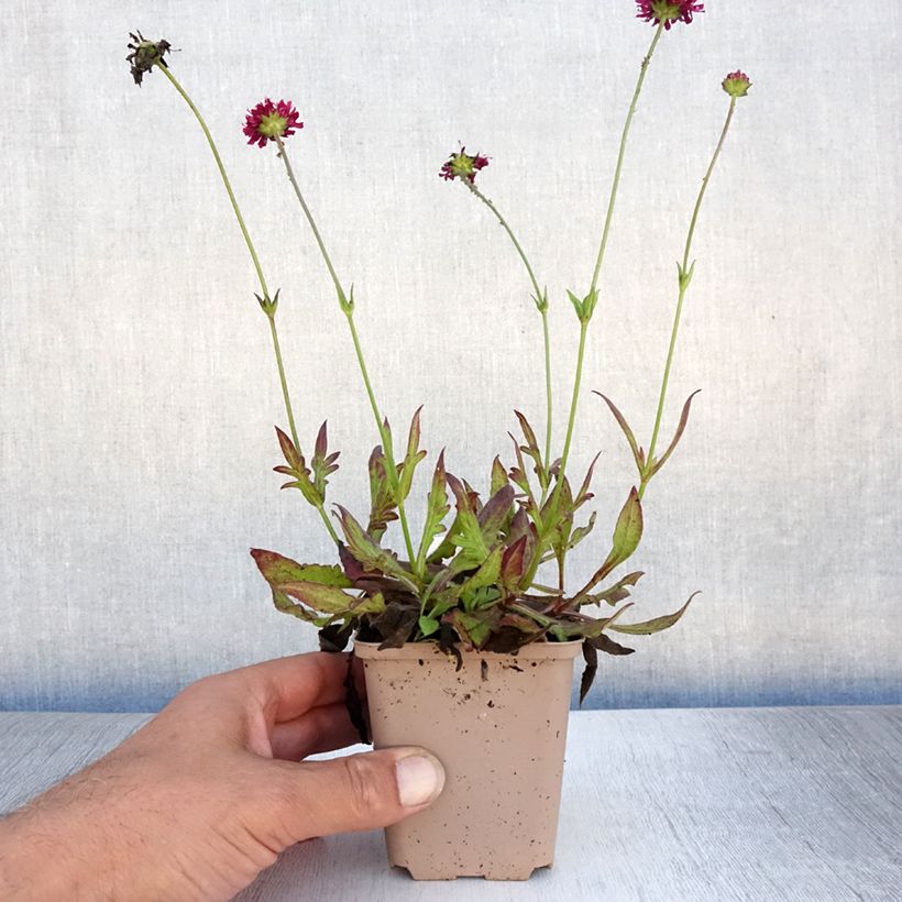 Knautia macedonica Mars Midget - Petite scabieuse Godet de 8/9 cm sample as delivered in summer