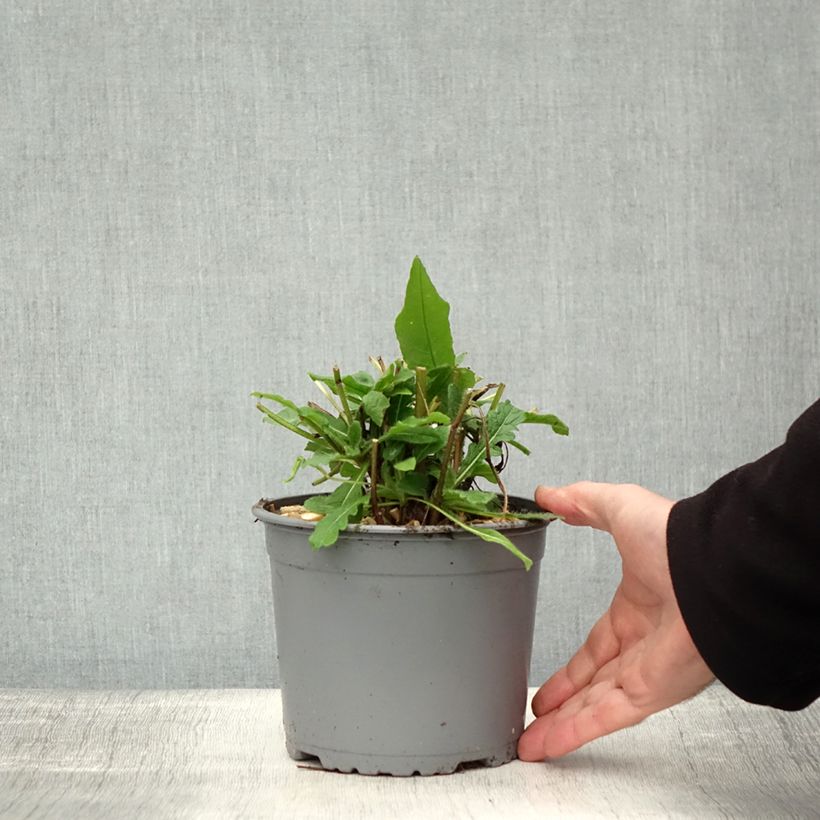 Knautia macedonica 2L/3L pot sample as delivered in autumn