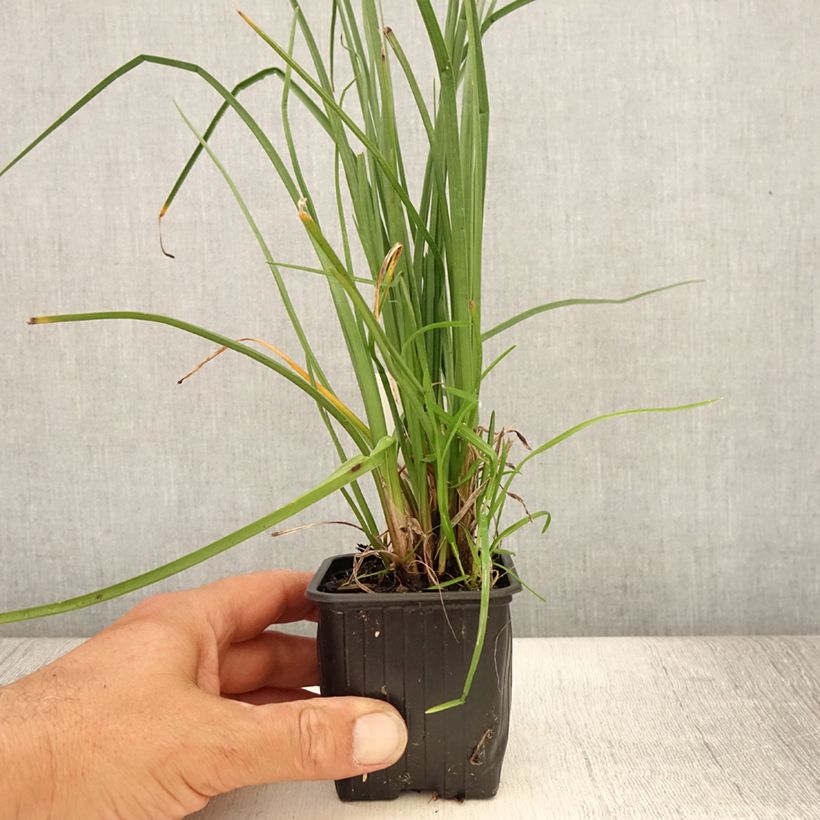 Kniphofia Bees Lemon - Red Hot Poker 8/9 cm pot sample as delivered in summer