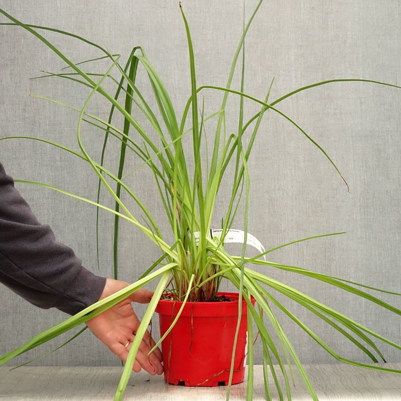 Kniphofia uvaria Nobilis - Tritoma géant - Pot de 3L/4L sample as delivered in summer