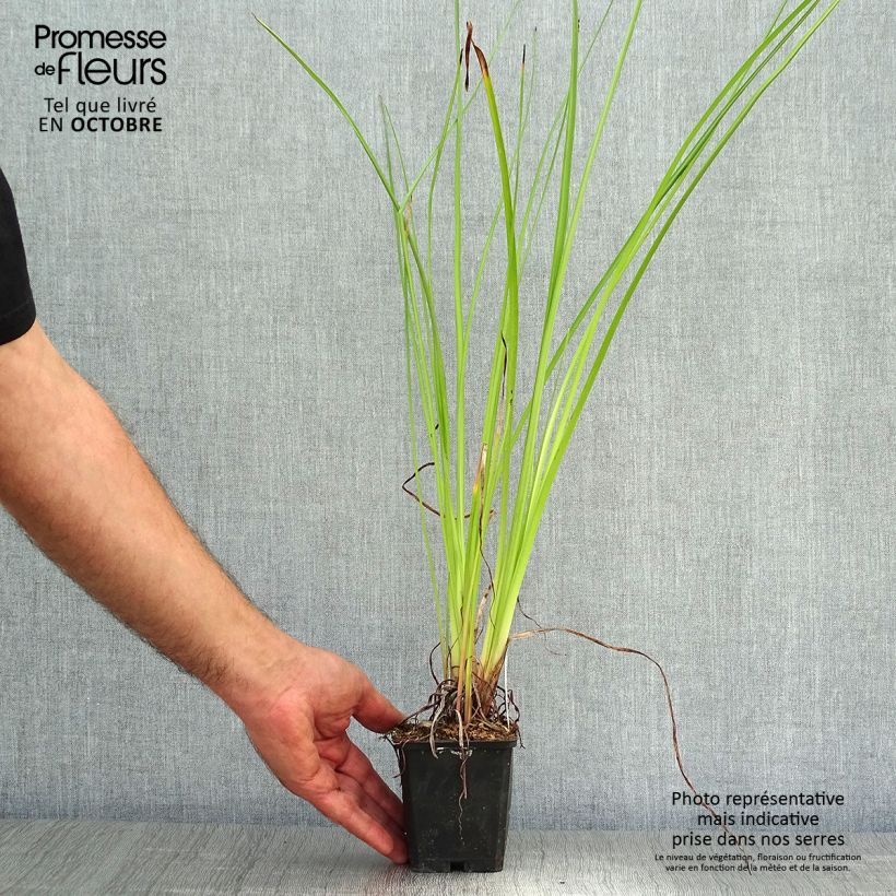 Kniphofia Wrexham Buttercup - Red Hot Poker 8/9 cm pot sample as delivered in autumn