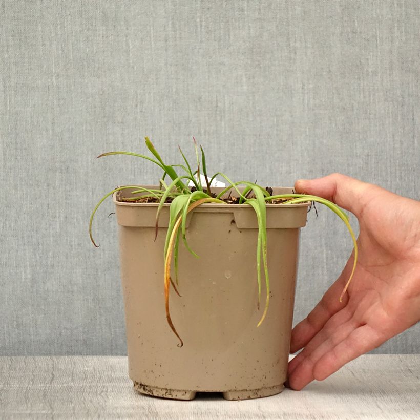 Lachenalia aloides African Beauty Namakwa 2L/3L pot sample as delivered in summer