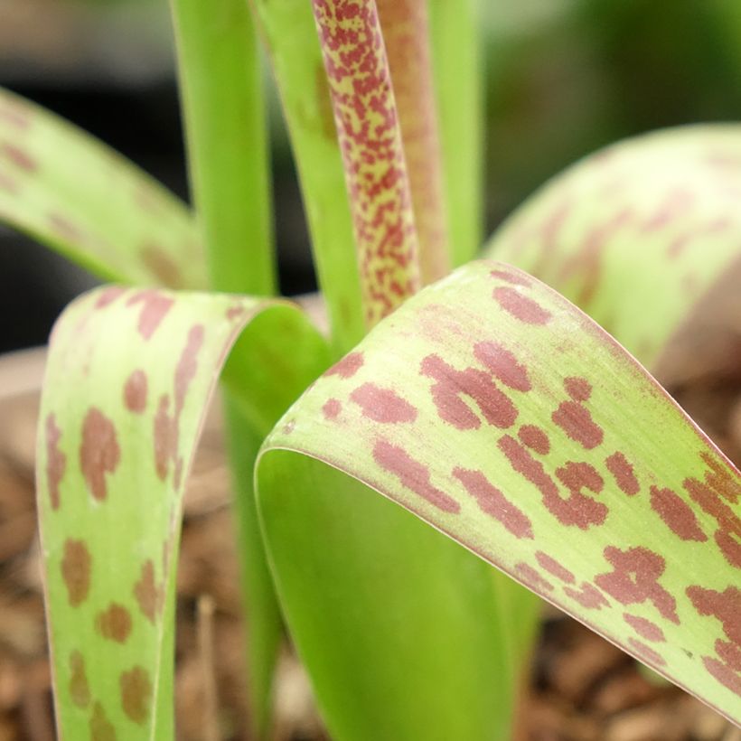 Lachenalia aloides African Beauty Rupert (Foliage)