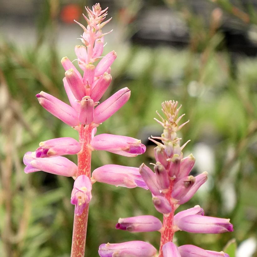Lachenalia aloides African Beauty Rupert (Flowering)