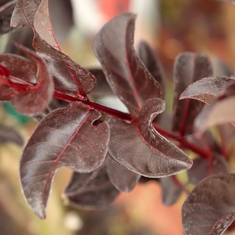 Lagerstroemia indica Black Solitaire Crimson Red - Crape Myrtle (Foliage)