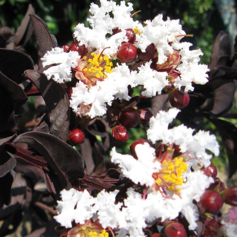 Lagerstroemia indica Black Solitaire Pure White - Crape Myrtle (Flowering)