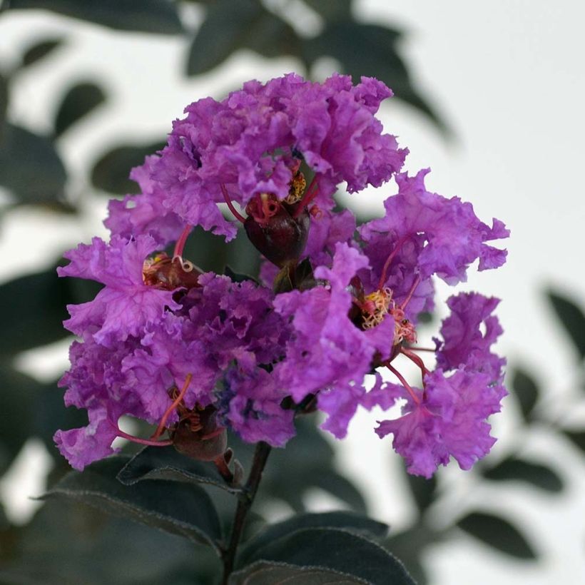 Lagerstroemia indica Black Solitaire Purely Purple - Crape Myrtle (Flowering)