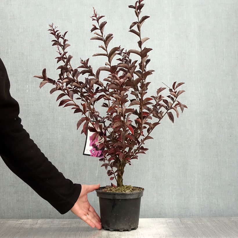 Lagerstroemia indica Black Solitaire Shell Pink - Crape Myrtle 3L/4L pot sample as delivered in autumn