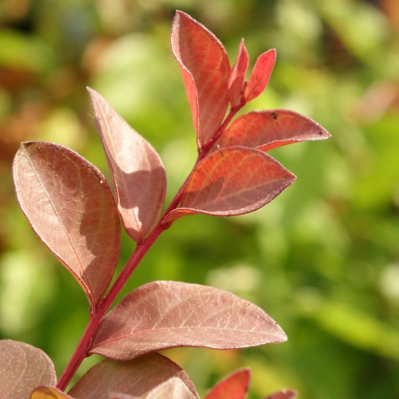 Lagerstroemia indica Cherry Lelaro - Crape Myrtle (Foliage)