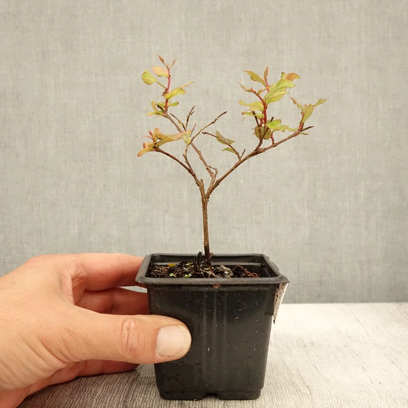 Lagerstroemia indica Cherry 'Lelaro' (Bouquet Rouge) - Lilas des Indes  - Godet de 8/9 cm sample as delivered in autumn