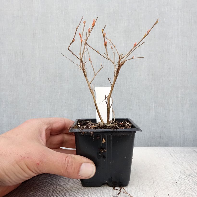 Lagerstroemia indica Cherry Lelaro - Crape Myrtle sample as delivered in spring