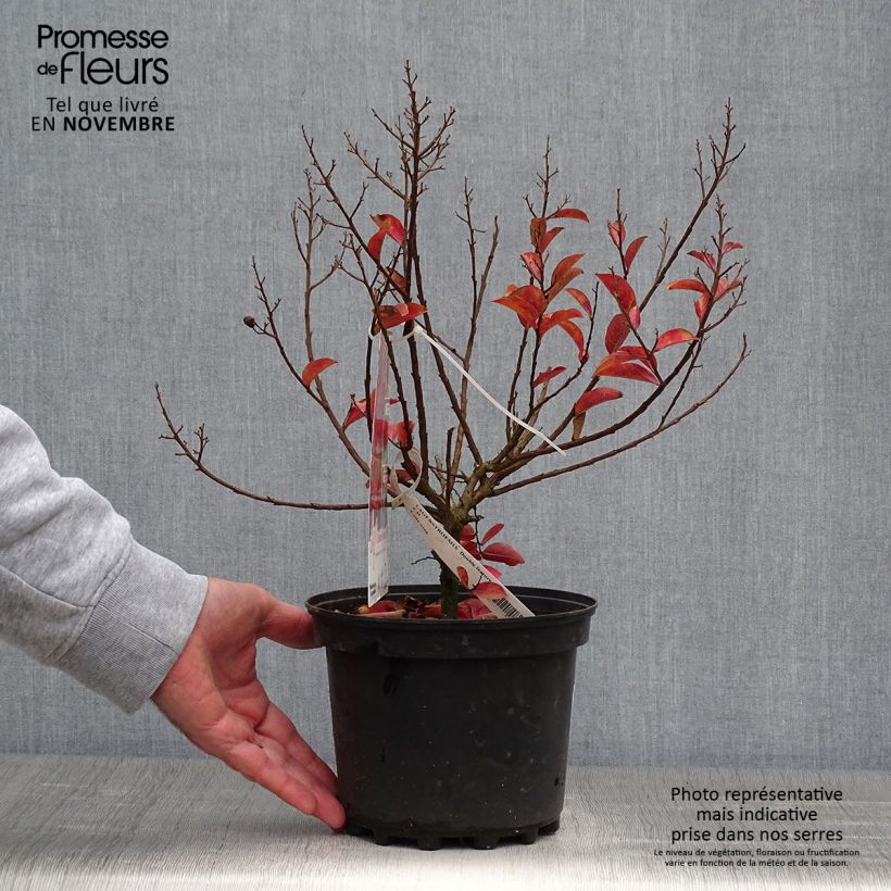 Lagerstroemia indica Double Feature - Lilas des Indes en pot de 2/3L sample as delivered in autumn