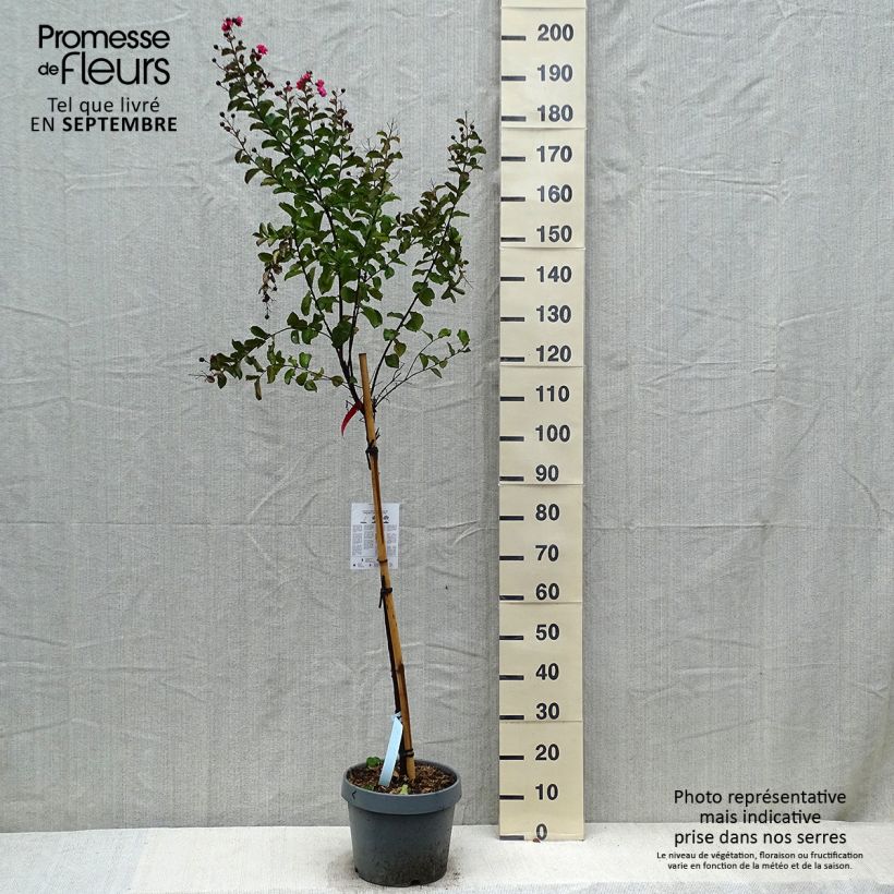 Lagerstroemia indica Dynamite - Crape Myrtle sample as delivered in autumn
