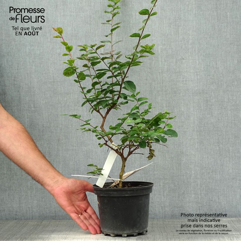 Lagerstroemia indica Jacqueline Desmartis - Crape Myrtle 3L/4L pot sample as delivered in summer