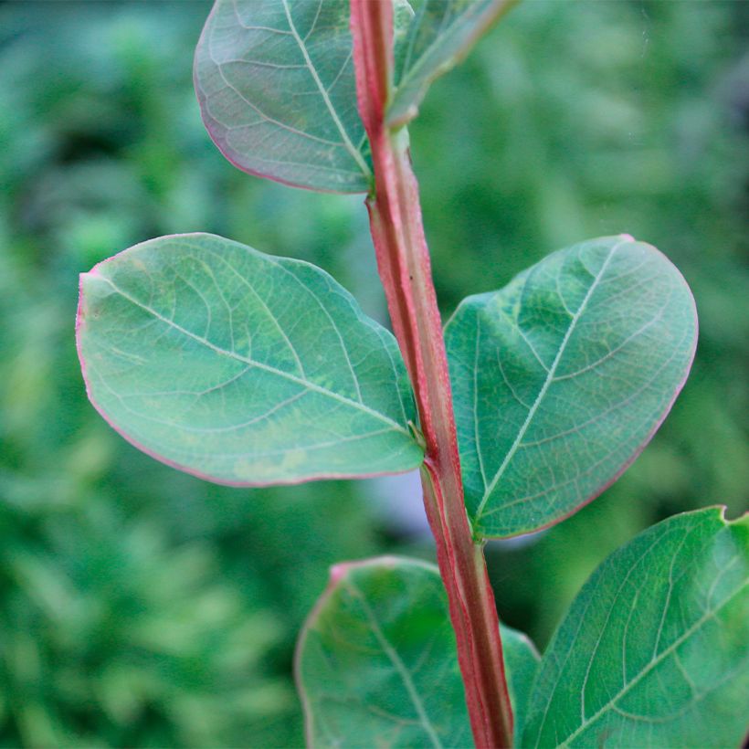 Lagerstroemia indica Petite Canaille mauve - Crape Myrtle (Foliage)