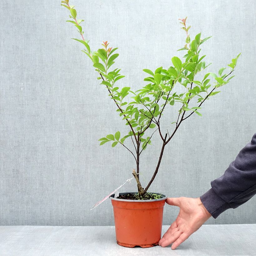 Lagerstroemia indica Pink Grand Sud - Crape Myrtle 4L/5L potShipped height around 30/40cm sample as delivered in spring