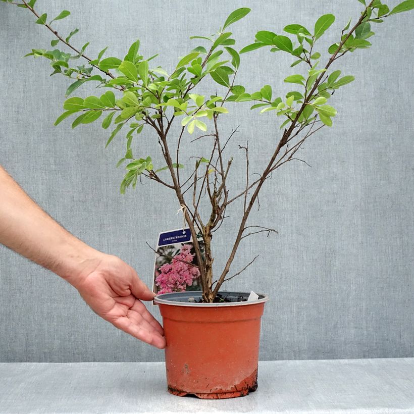 Lagerstroemia indica Pink Grand Sud - Crape Myrtle 3L/4L pot sample as delivered in summer