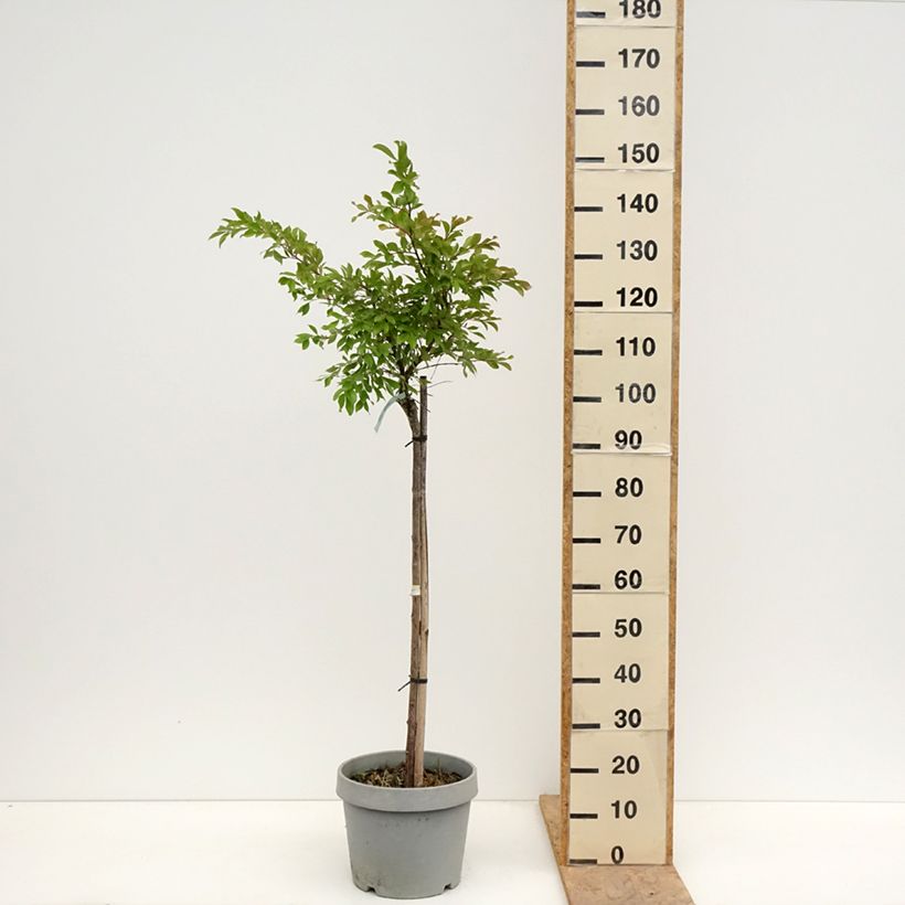 Lagerstroemia indica Pixie White - Crape Myrtle 7.5L/10L potShipped height around 125/150cm sample as delivered in spring