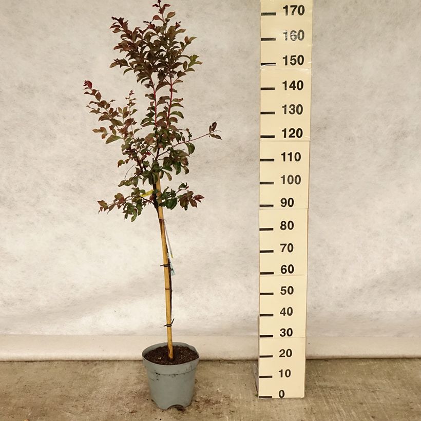 Lagerstroemia indica Rhapsody in Pink - Crape Myrtle 7.5L/10L pot sample as delivered in summer