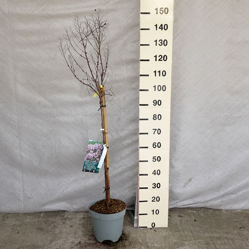 Lagerstroemia indica Rhapsody in Pink - Crape Myrtle 7.5L/10L potShipped height around 100/+cm sample as delivered in spring