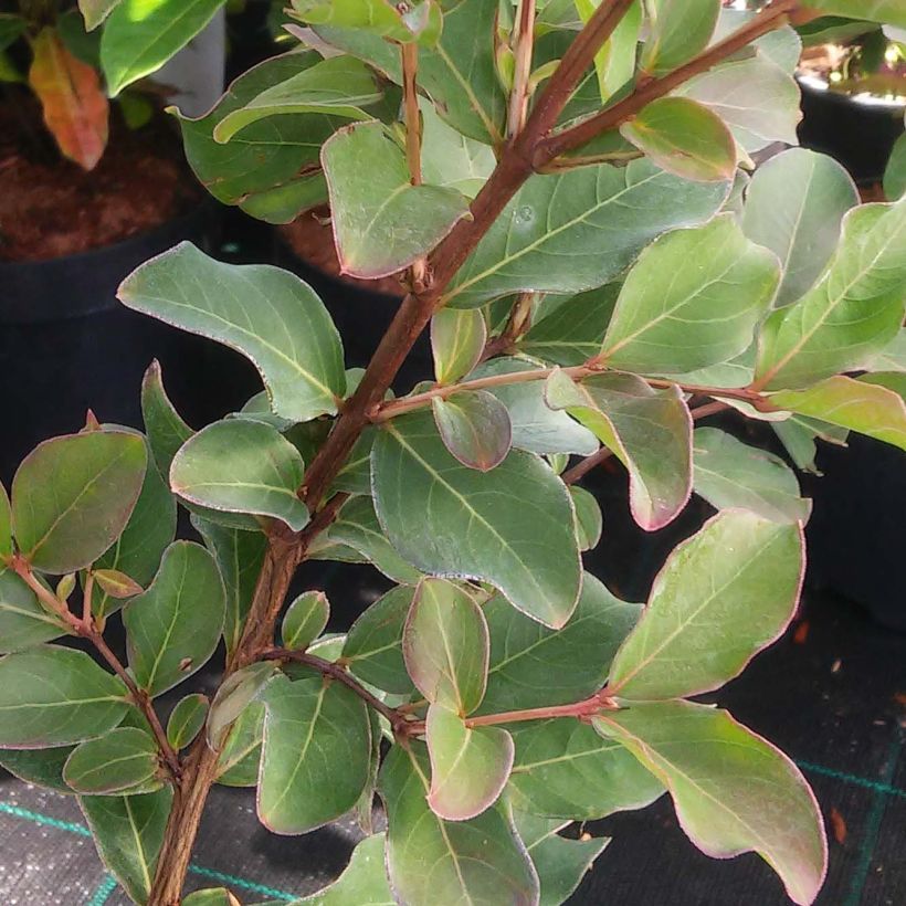 Lagerstroemia indica Summer Beauty Hope - Crape Myrtle (Foliage)