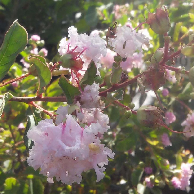 Lagerstroemia indica Summer Beauty Hope - Crape Myrtle (Flowering)