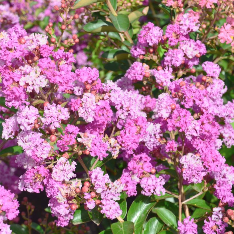Lagerstroemia indica Summer Beauty Ozark Spring - Crape Myrtle (Flowering)