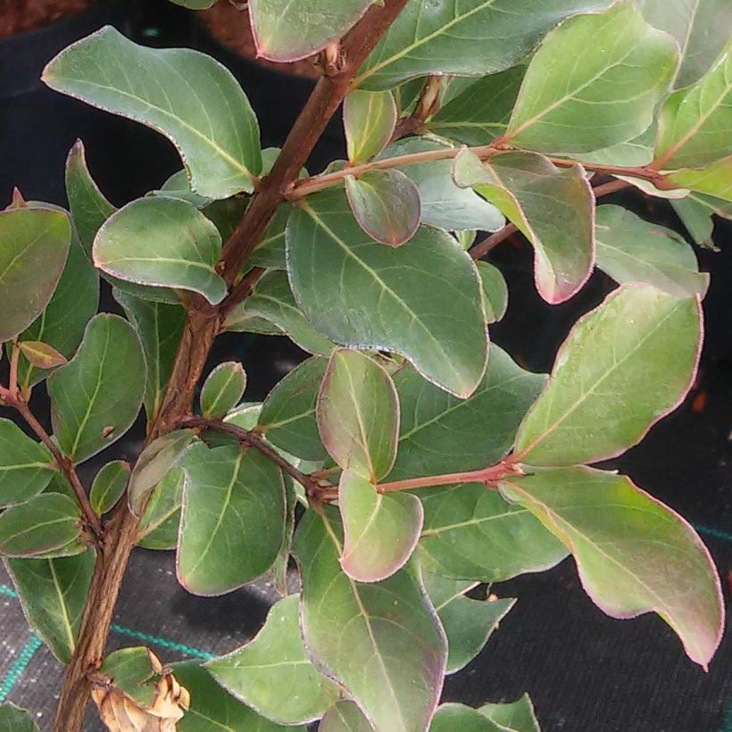 Lagerstroemia indica Summer Beauty Velmas Royal Delight - Crape Myrtle (Foliage)