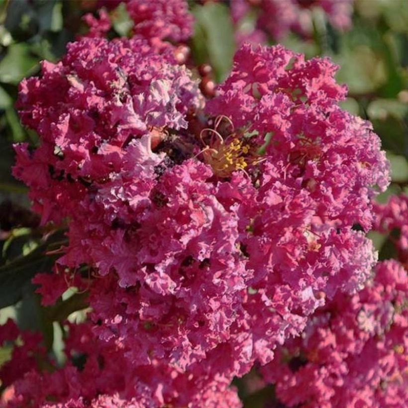 Lagerstroemia indica Summer Beauty Velmas Royal Delight - Crape Myrtle (Flowering)