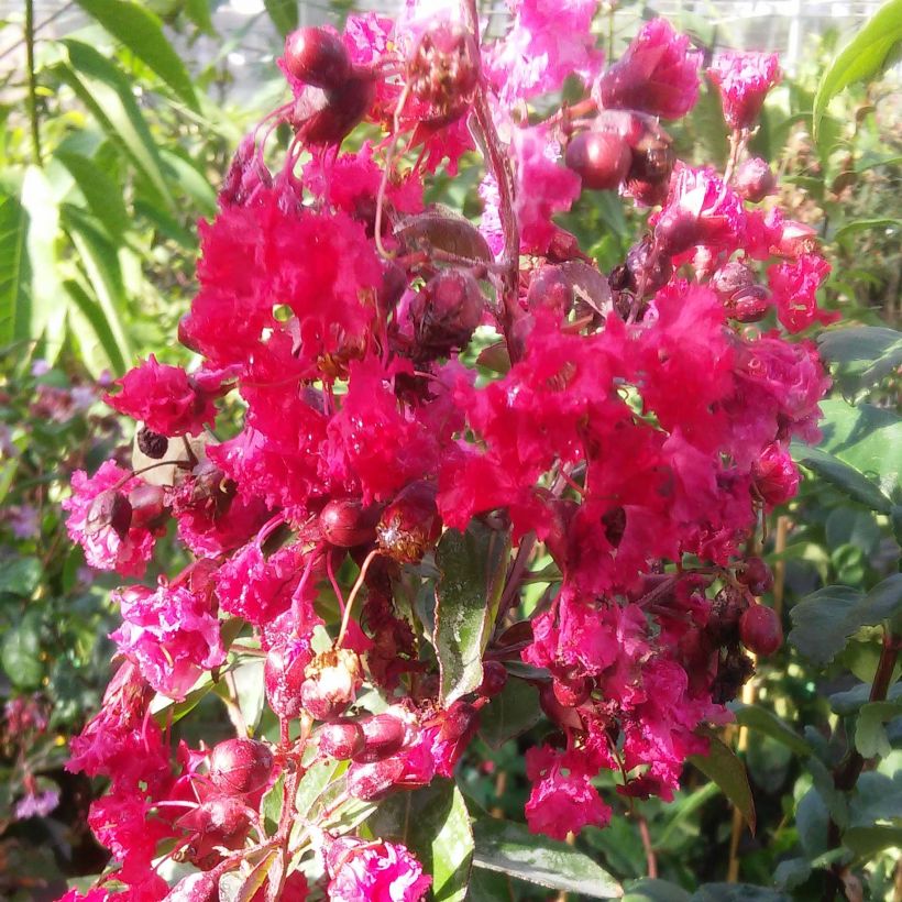 Lagerstroemia indica Summer Beauty Victor - Crape Myrtle (Flowering)
