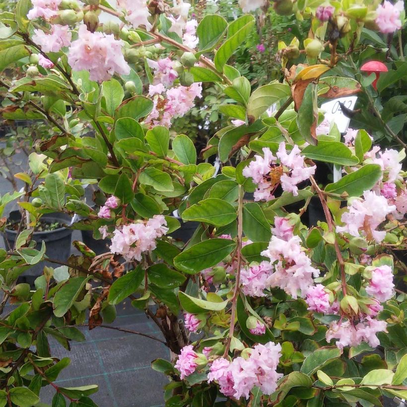 Lagerstroemia indica Summer Charm Hopi - Crape Myrtle (Flowering)