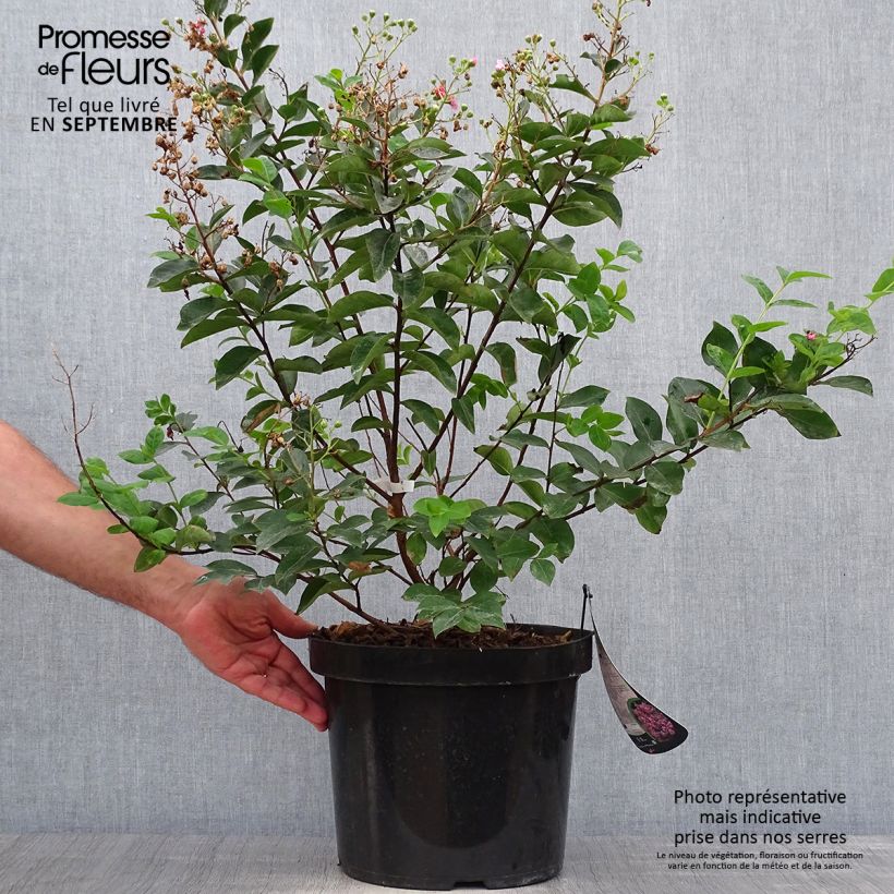 Lagerstroemia indica Summer Charm Hopi - Lilas des Indes Pot de 7.5L/10L sample as delivered in autumn