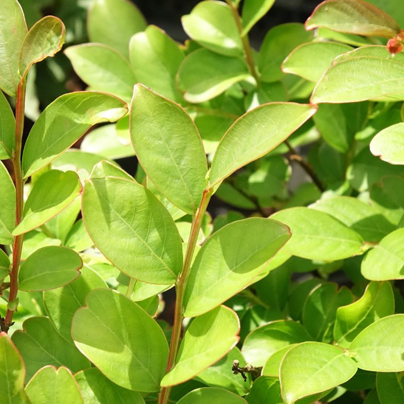 Lagerstroemia indica Terre Chinoise - Crape Myrtle (Foliage)