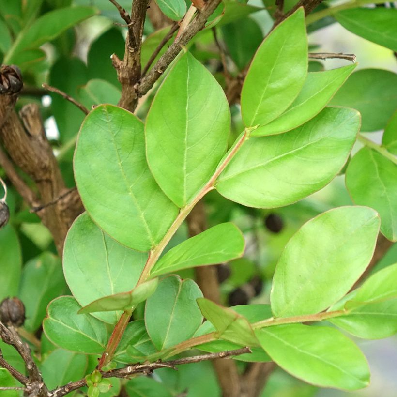 Lagerstroemia indica With Love Kiss - Crape Myrtle (Foliage)