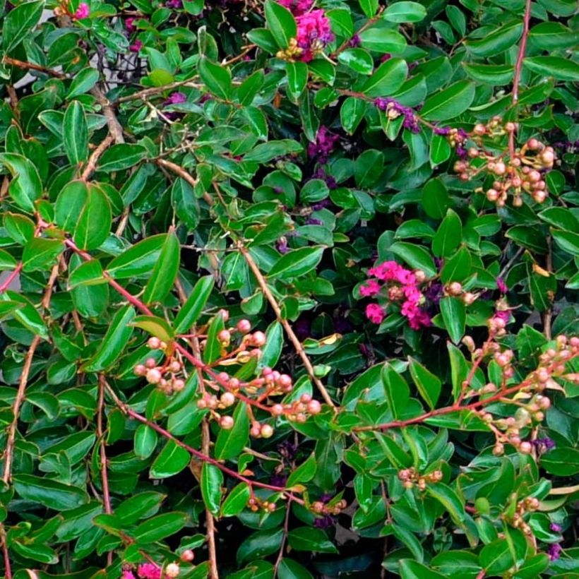 Lagerstroemia indica Mimie Fuchsia - Crape Myrtle (Foliage)