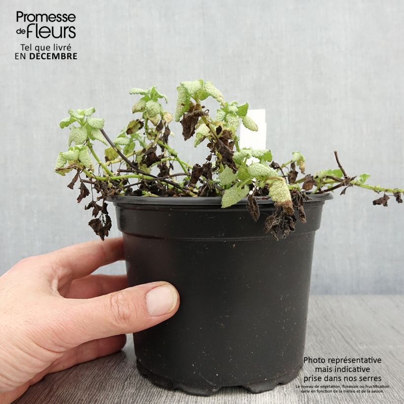 Lamium maculatum White Nancy - Lamier blanc en pot de 2/3 litres sample as delivered in autumn