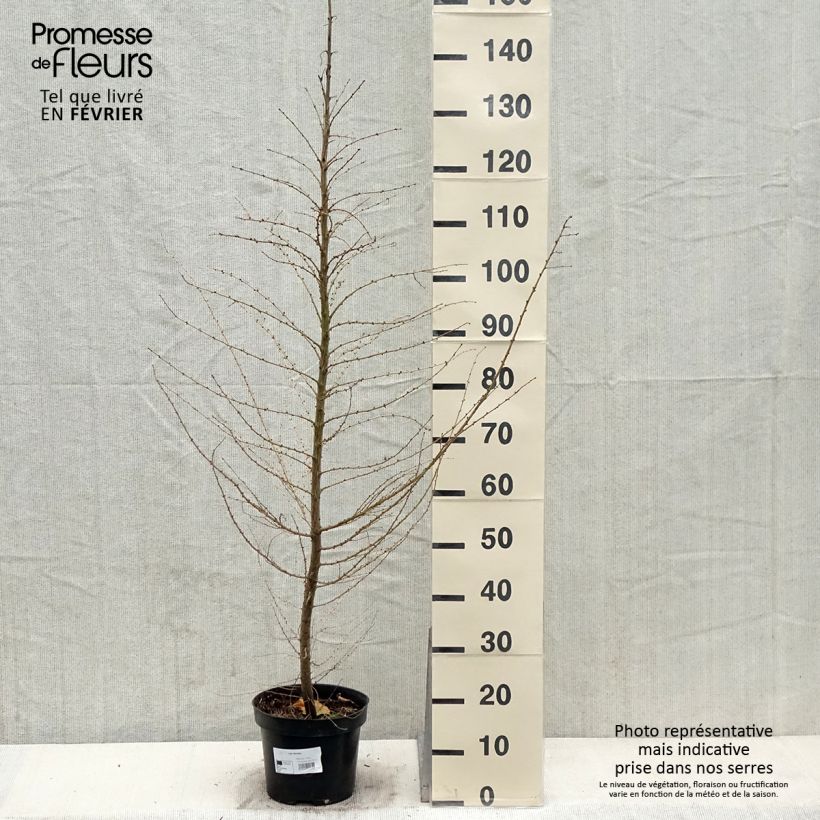 Larix decidua - Mélèze d'Europe Pot de 4L/5L sample as delivered in winter