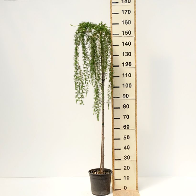 Larix decidua Puli - European Larch 4L/5L potShipped height around 145/+cm sample as delivered in spring
