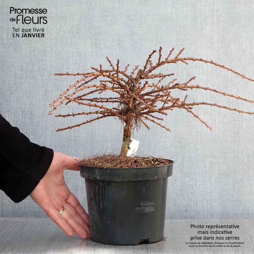 Larix kaempferi Blue Dwarf - Larch 2L/3L potShipped height around 20/25cm sample as delivered in winter