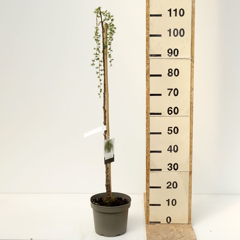 Larix kaempferi Boring Weeper - Mélèze du Japon pleureur  Pot de 4L/5LHauteur livrée env. Tige de 90 cmcm sample as delivered in spring